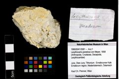 Foto (Objekt + Etiketten) von Lecythocaris paradoxa (von Meyer, 1858) 